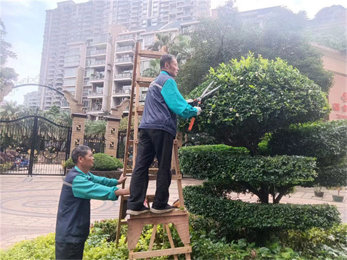 ��ֲ����