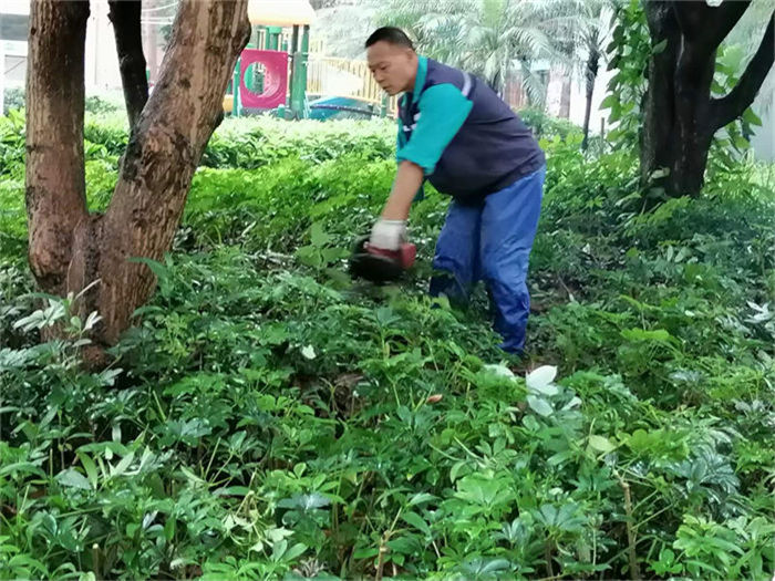 ��ֲ����