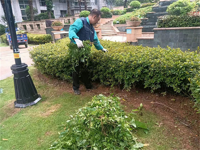 ��ֲ����