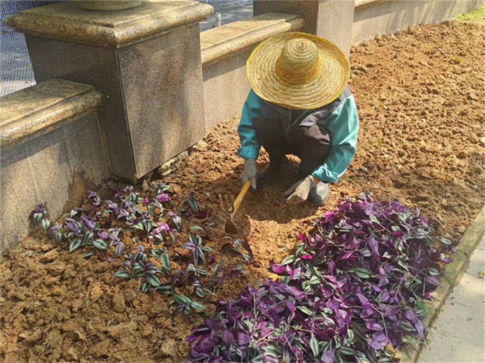 ��ֲ����