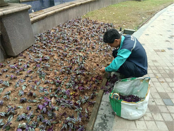 ��ֲ����