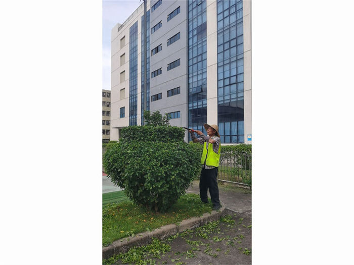 ��ֲ����